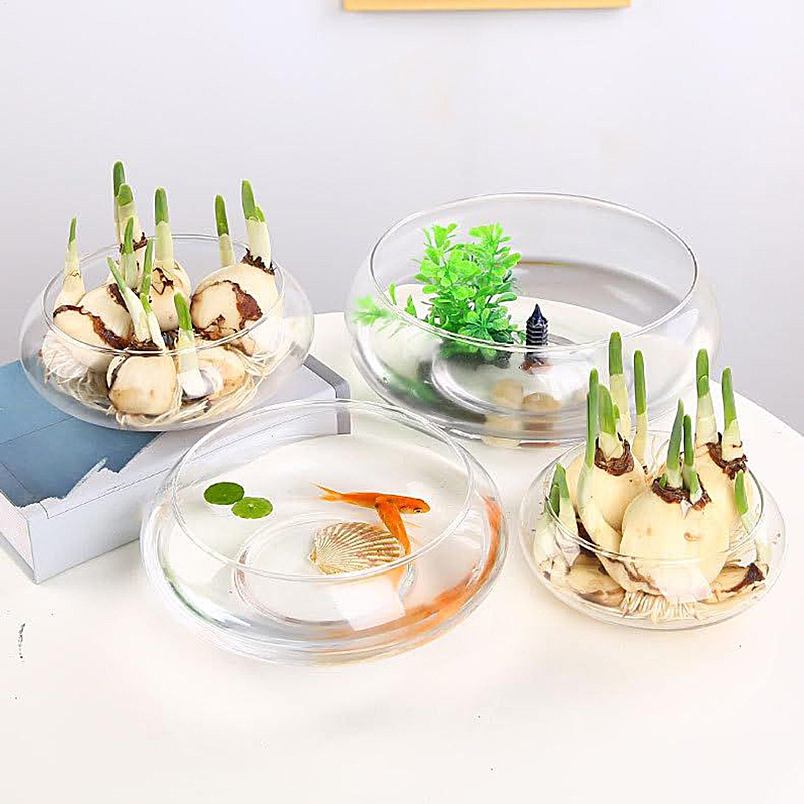 Aquarium Plant In Pot - Fish Glass Bowl Glass Large Hydroponics
