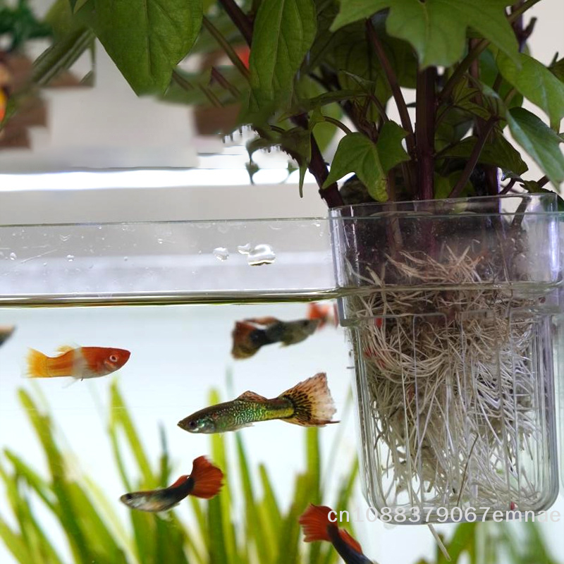 Wall-Mounted Transparent Hydro - огляд і ціна Aquarium Planted Set Up