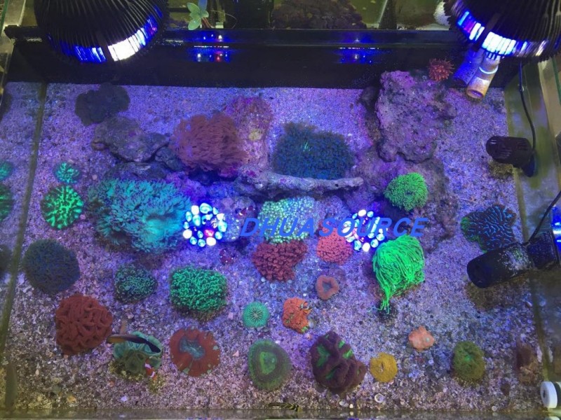 Full Spectrum LED Aquarium Ree - огляд і ціна Aquarium Plant Iron