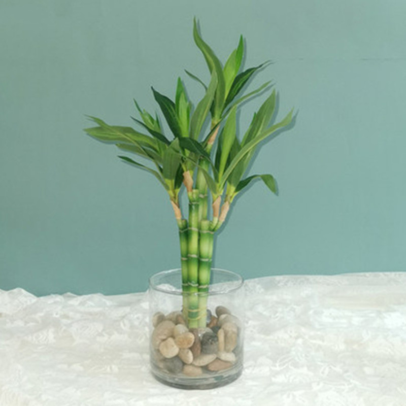 New 40cm rFtificial Lucky Bamb - огляд і ціна Aquarium Plant In Pot