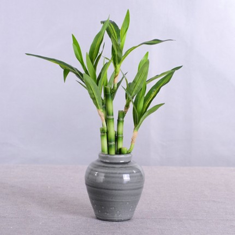 New 40cm rFtificial Lucky Bamb - огляд і ціна Aquarium Plant In Pot