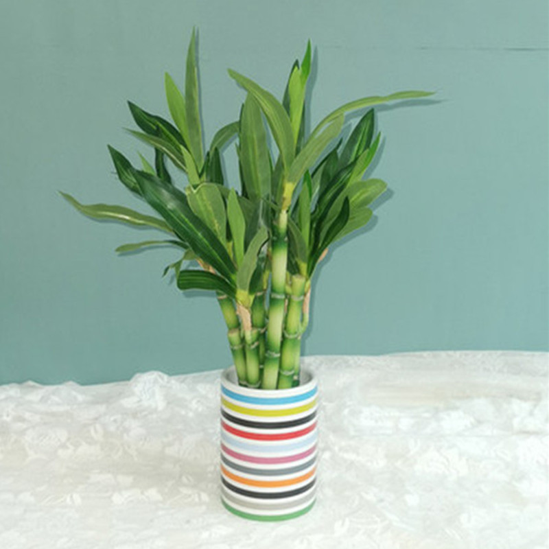 New 40cm rFtificial Lucky Bamb - огляд і ціна Aquarium Plant In Pot
