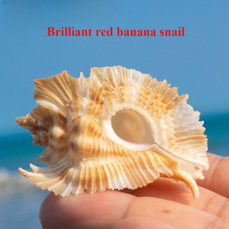 Natural Conch Shell Bright Red - огляд і ціна Aquarium Plant Red