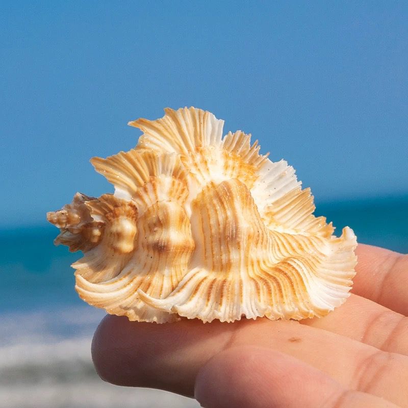 Natural Conch Shell Bright Red - огляд і ціна Aquarium Plant Red