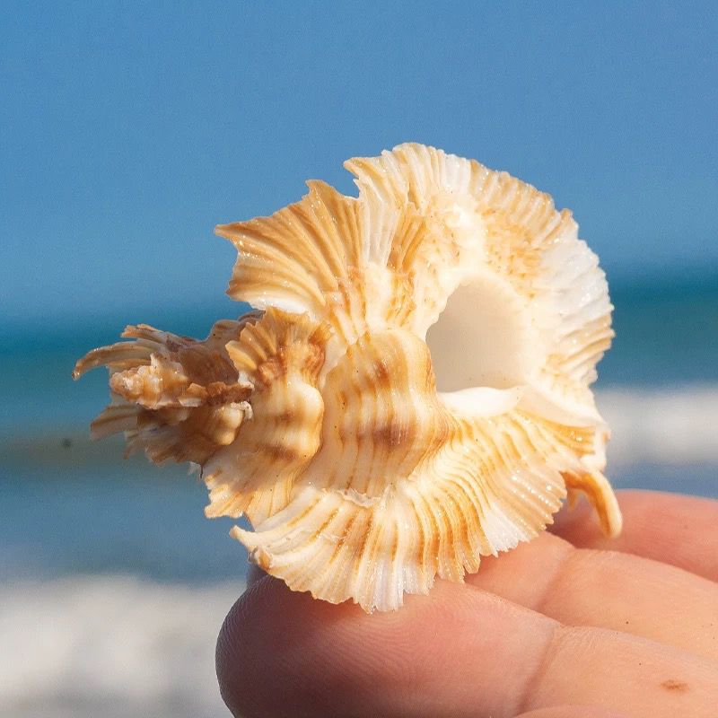 Natural Conch Shell Bright Red - огляд і ціна Aquarium Plant Red