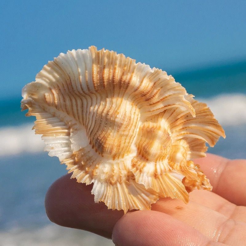 Natural Conch Shell Bright Red - огляд і ціна Aquarium Plant Red