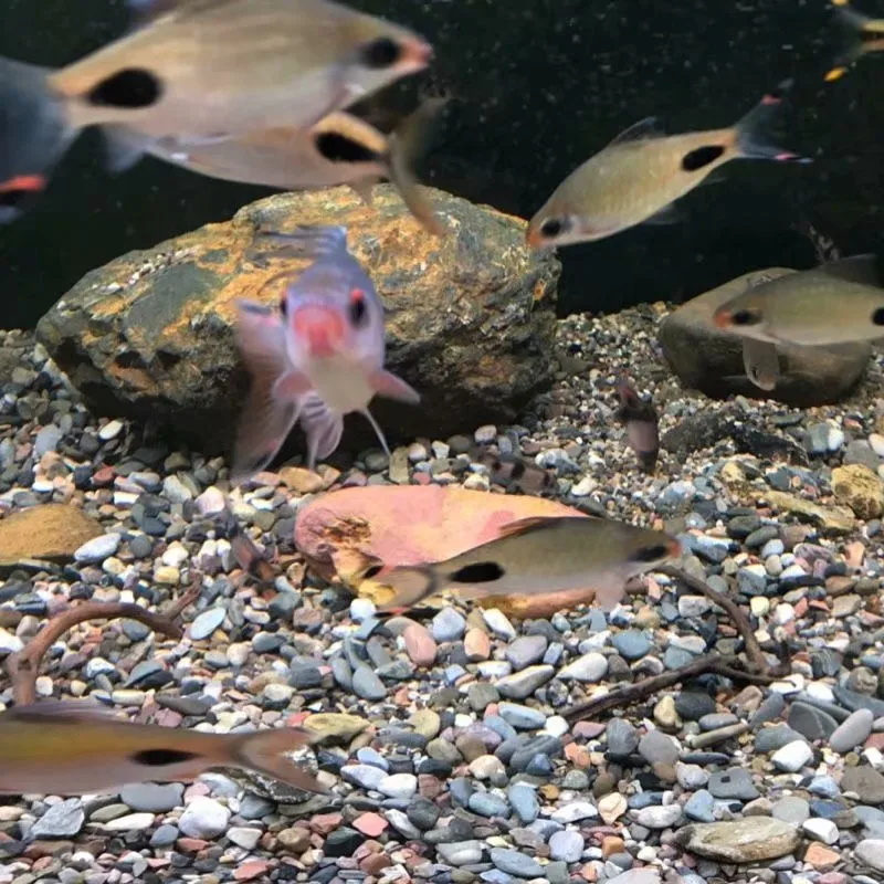Natural Stream Sand Home Decor - огляд і ціна Aquarium Sand White