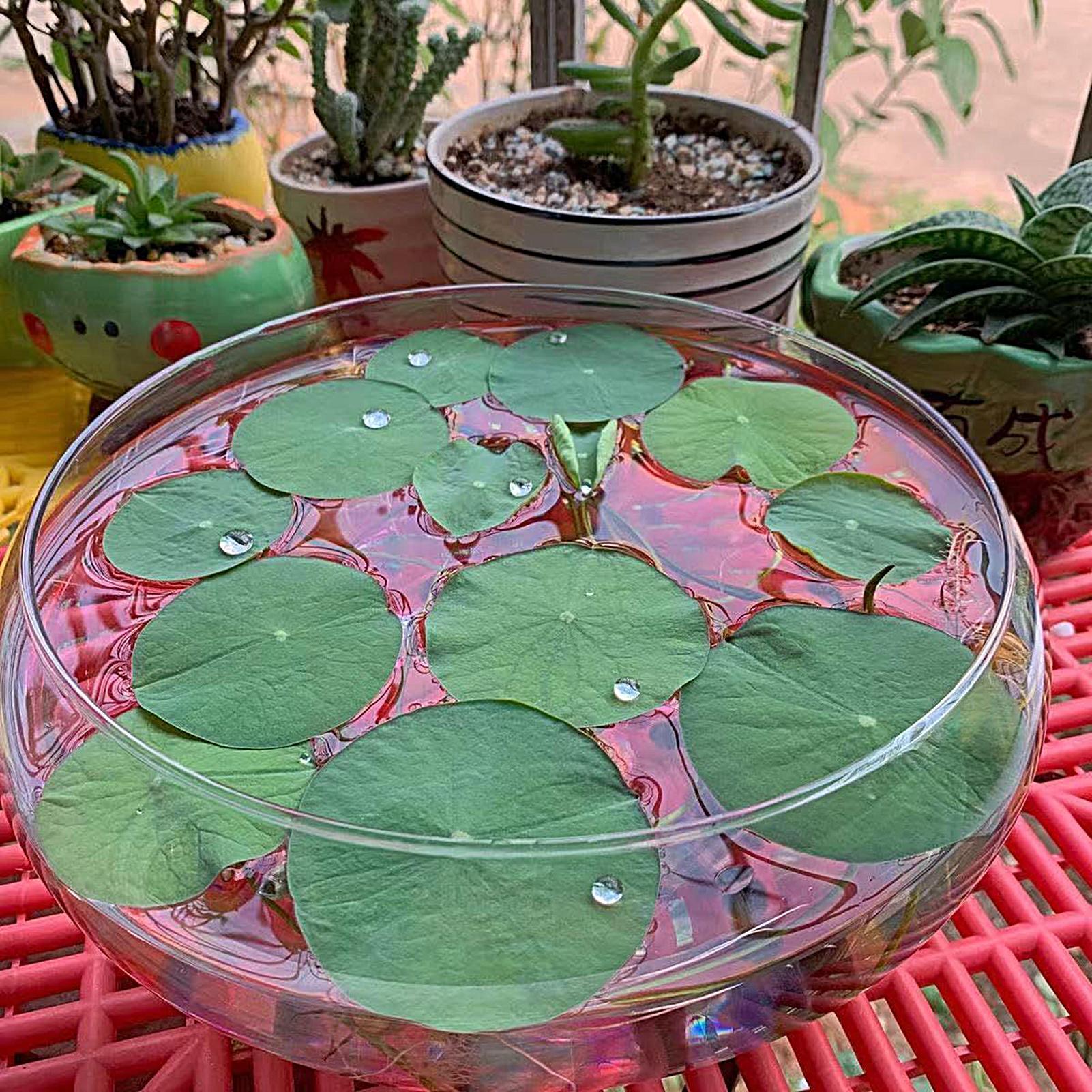 Fish Glass Bowl Glass Large Hy - огляд і ціна Aquarium Plant In Pot