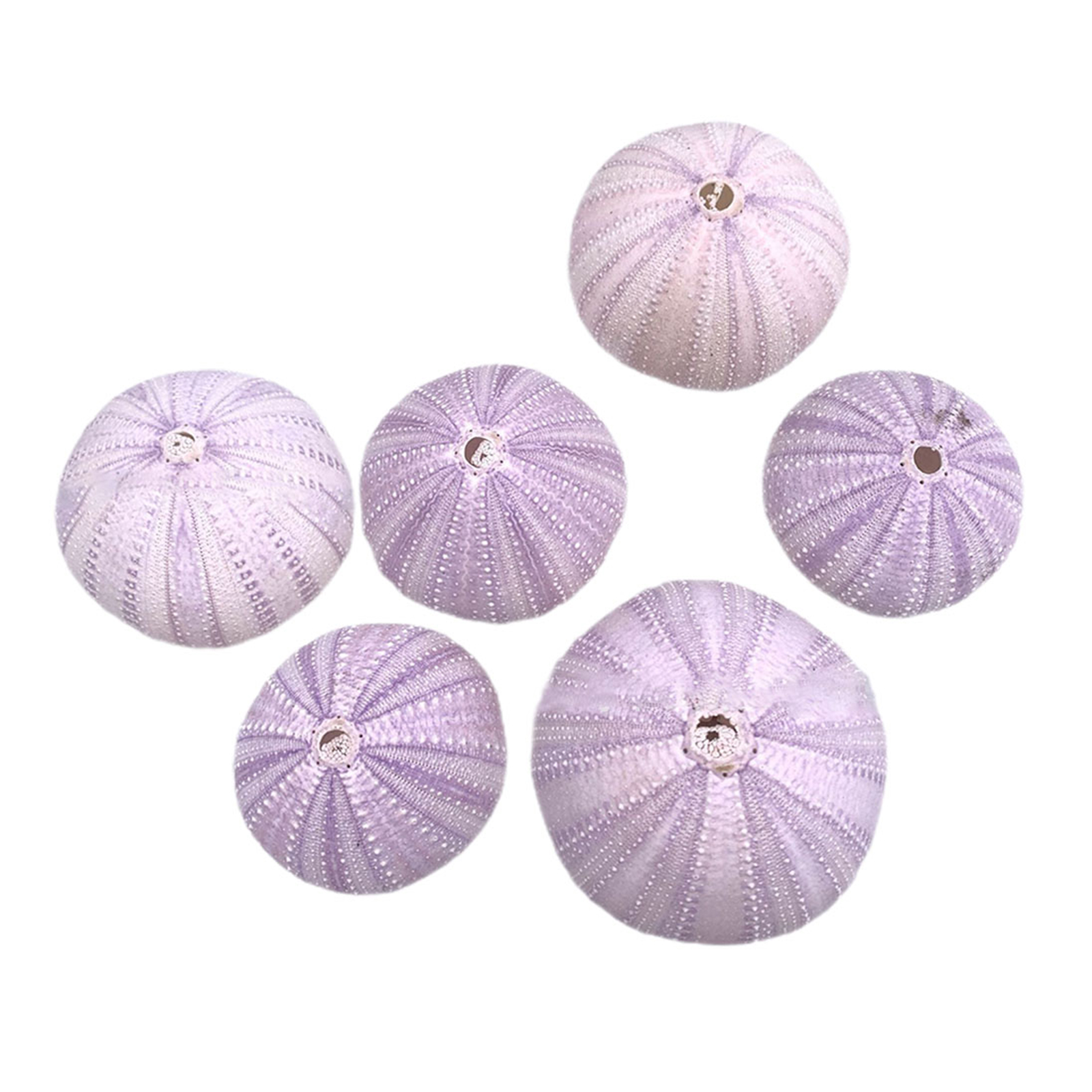 6Pcs Sea Urchin Shell Decor Na - огляд і ціна Aquarium Plant In Pot