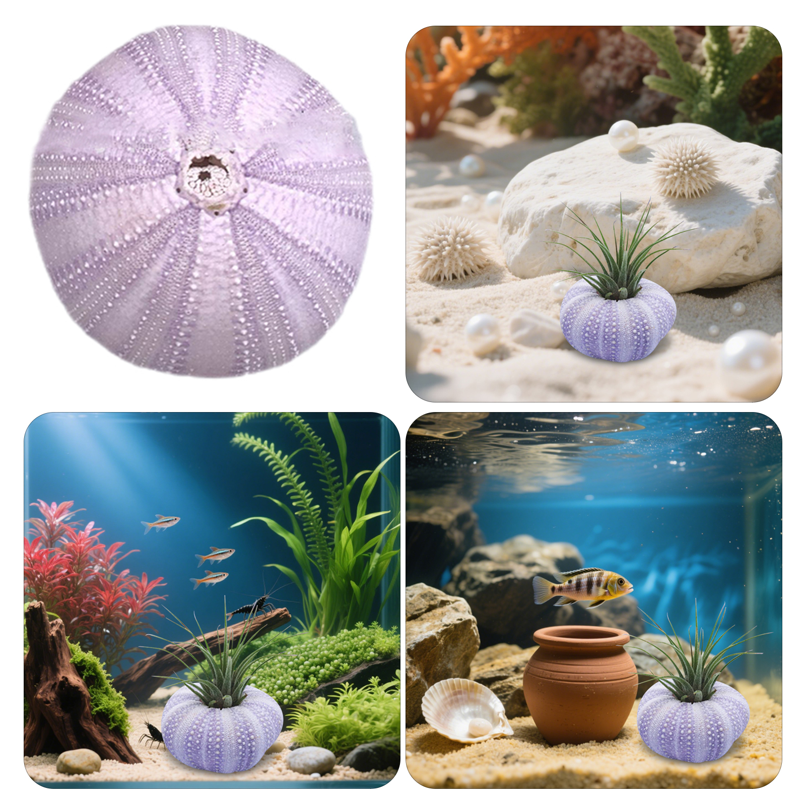 6Pcs Sea Urchin Shell Decor Na - огляд і ціна Aquarium Plant In Pot