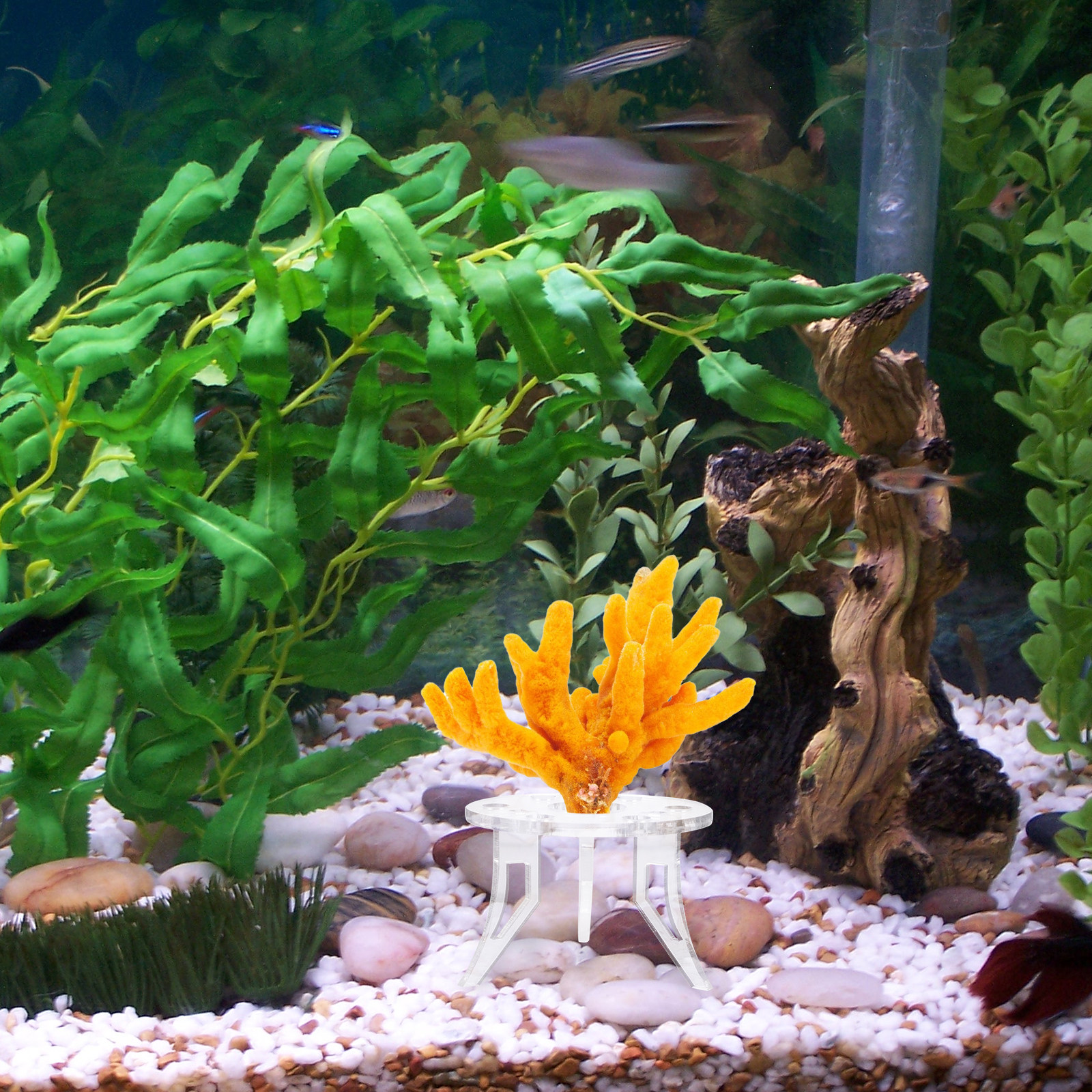 1Pcs Coral Base Stylish Strong - огляд і ціна Aquarium Planted Set Up